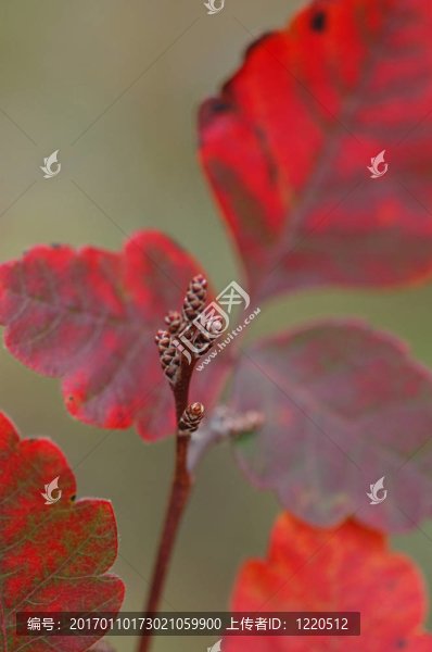 紅芽-匯圖網(wǎng) www.fosd68.com 紅芽