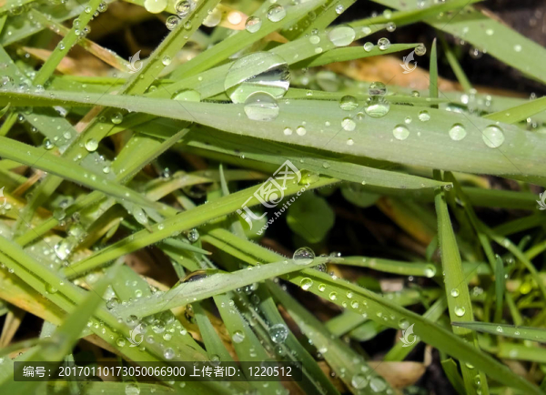 草地上的露水