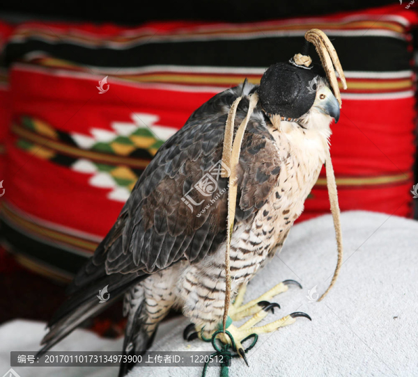 阿拉伯獵鷹-匯圖網(wǎng) www.fosd68.com 阿拉伯獵鷹