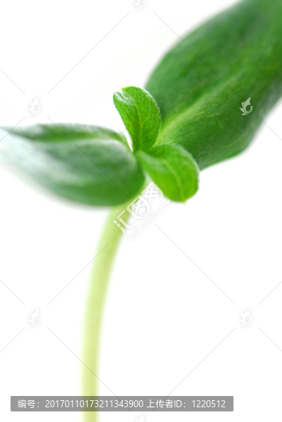 綠芽