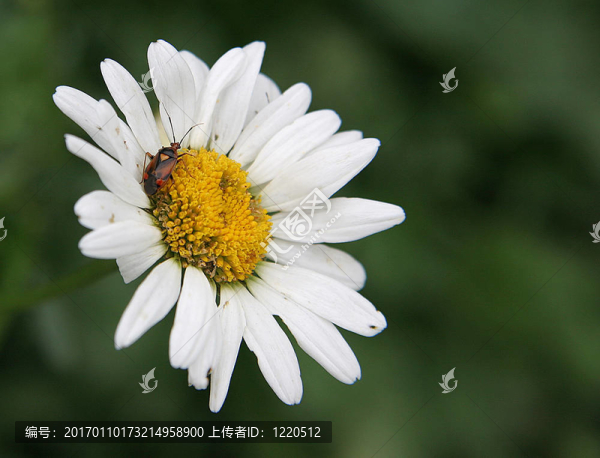 瑪格麗特和bug
