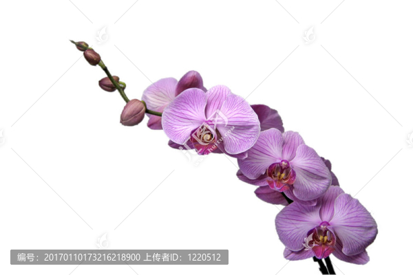粉紅色的蘭花