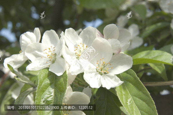 施普靈河園林花卉