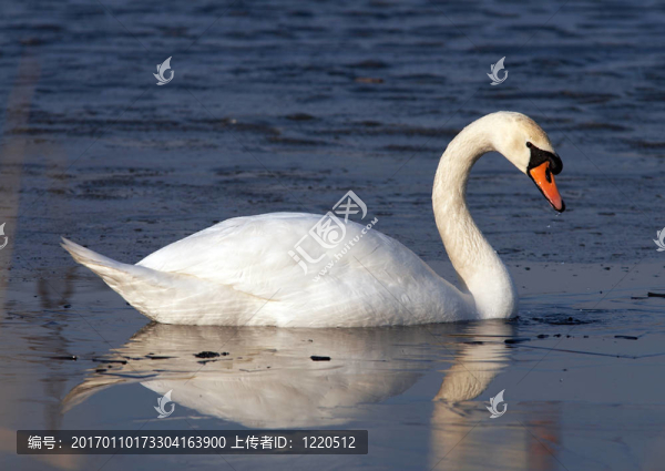 天鵝