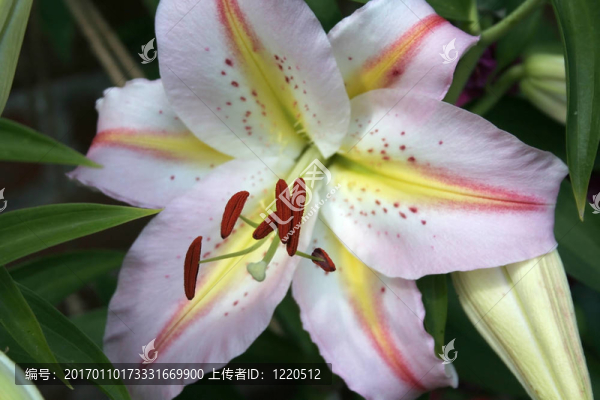 美麗的百合