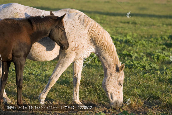 灰色的母馬和小馬駒