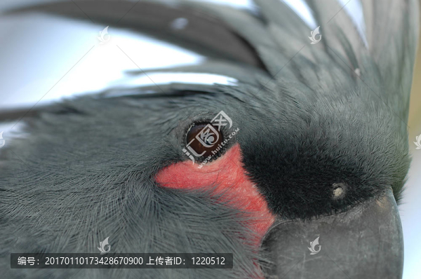 灰鸚鵡
