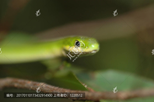 粗糙的綠蛇