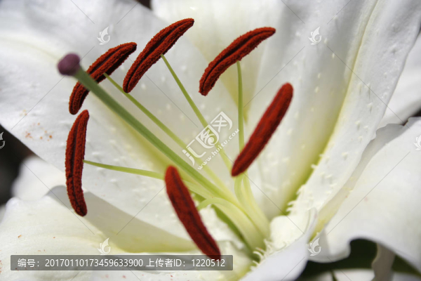 在White,Lily