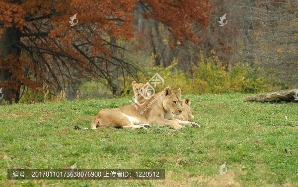 非洲獅家族