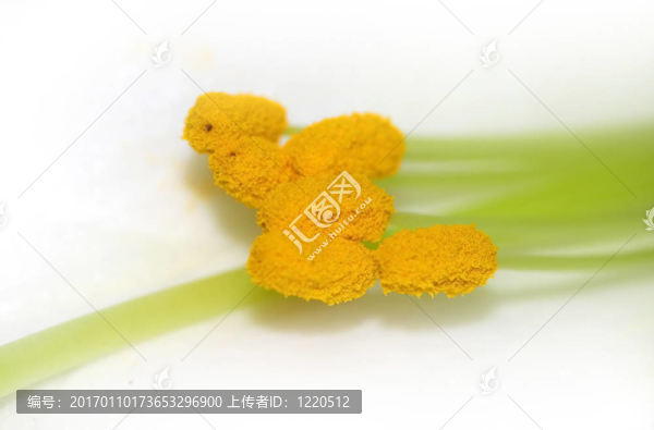 花的特寫