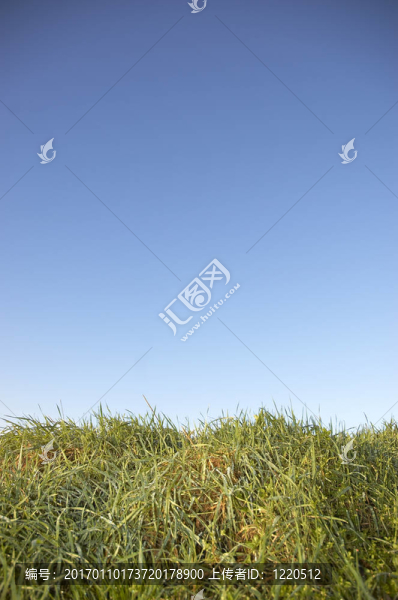 草地和天空