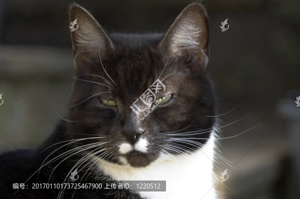 貓