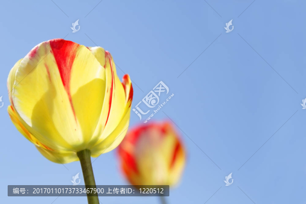 郁金香和天空