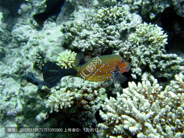 Boxfish