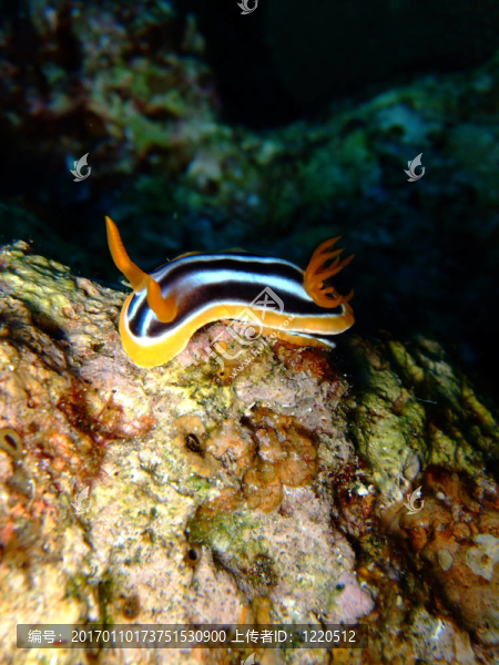 quadricolour,Chromodoris