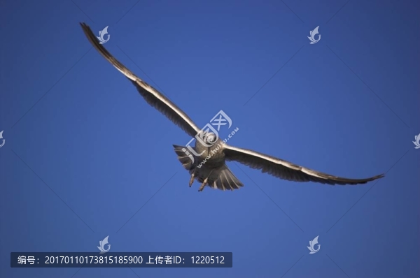 滑翔飛行