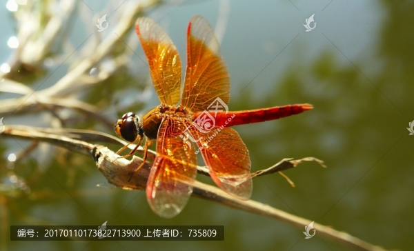 紅蜻蜓