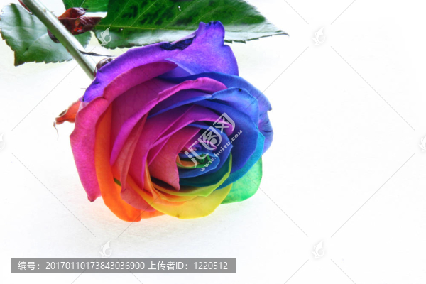 絢麗的玫瑰