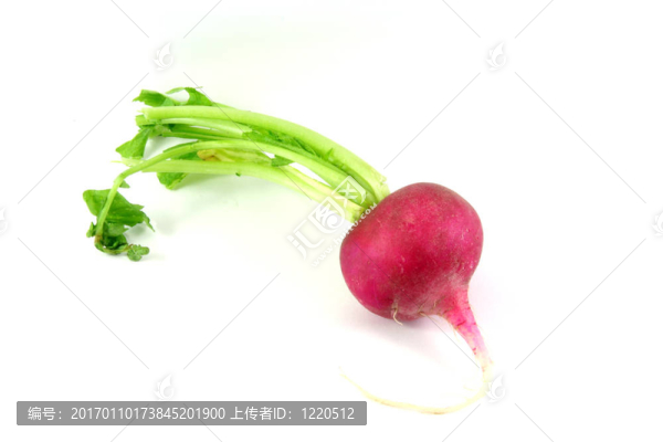 蘿卜