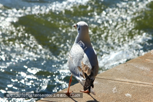 海鷗