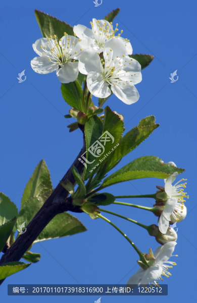 cherryflower