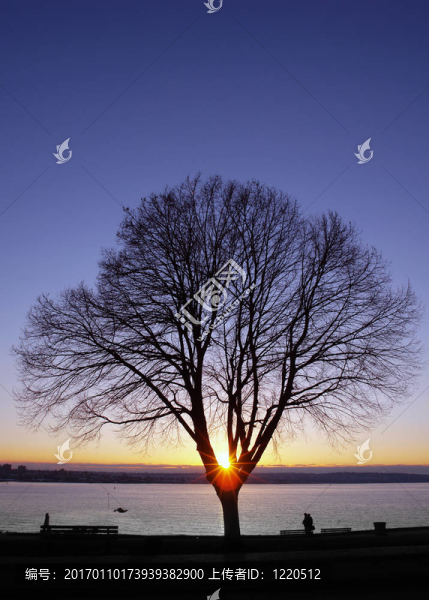 紫色的夕陽(yáng)樹