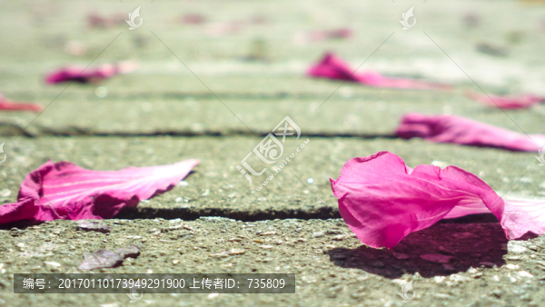 落花