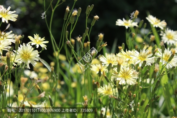 野花