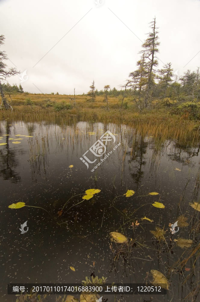 法國山地沼澤；布雷頓角高地國家公園；新斯科舍；加拿大