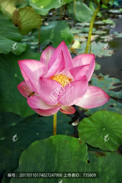 荷花