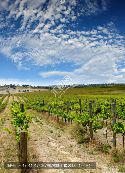 夏天的葡萄園