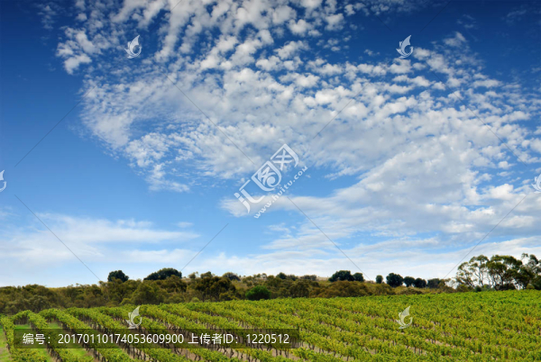 澳大利亞的葡萄園景觀