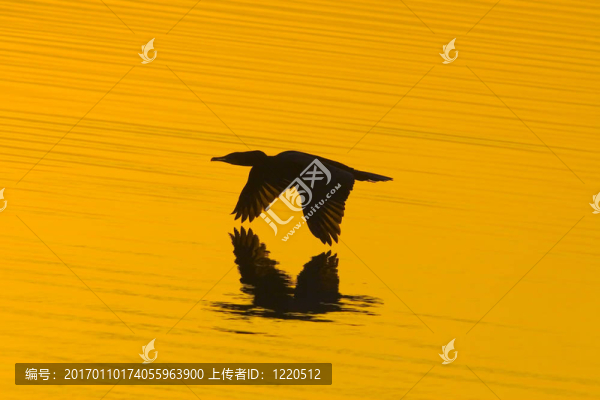 觸摸金色的水