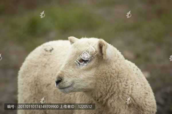 羔羊