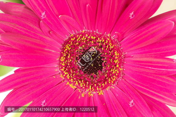 粉紅色的花朵背景