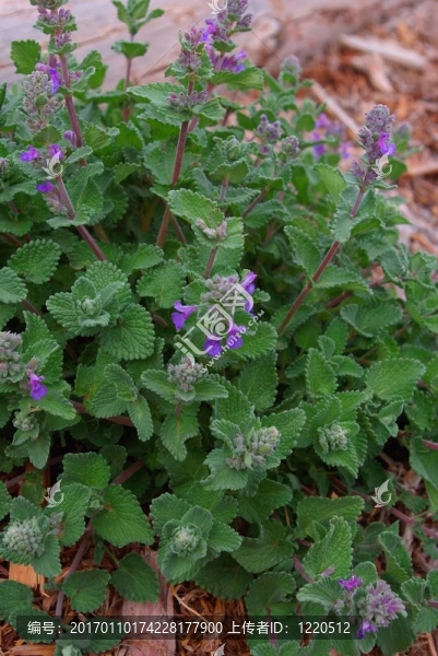 貓薄荷-匯圖網(wǎng) www.fosd68.com 貓薄荷