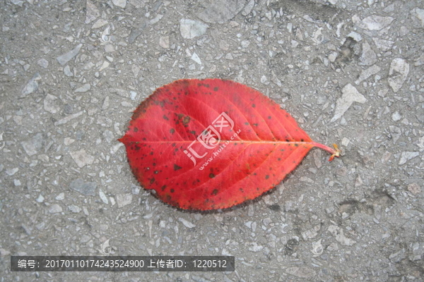 秋；葉