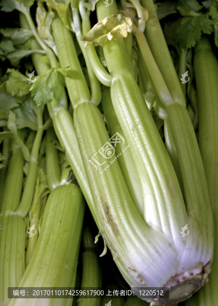 法國(guó)市場(chǎng)芹菜