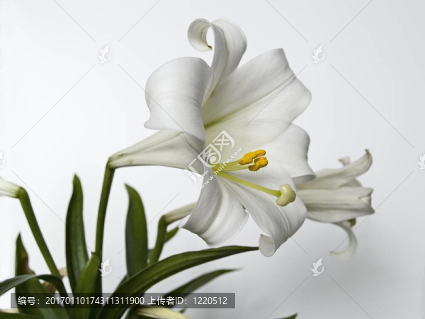 復(fù)活節(jié)的百合