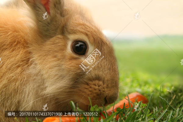conejo_5438。