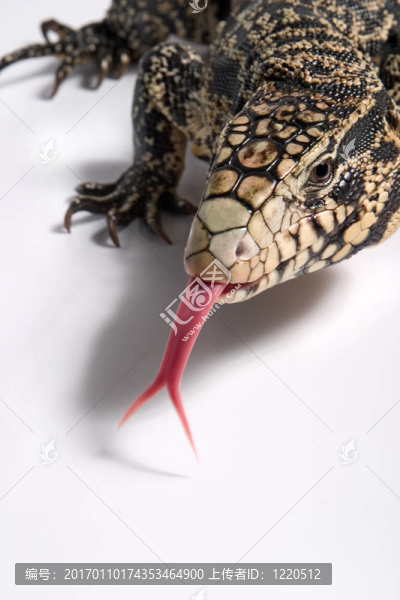 lizard_2135,Overo。