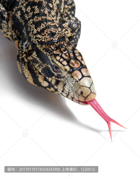 lizard_2136,Overo。