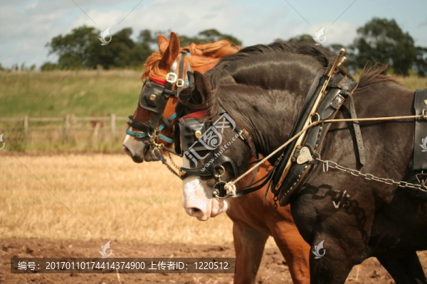 兩郡馬