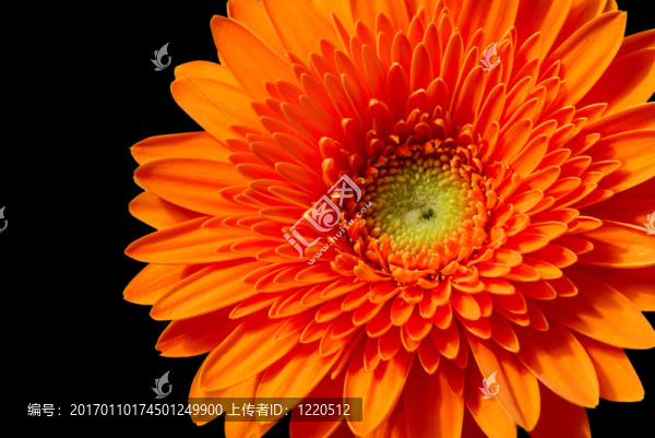 橙色非洲菊雛菊