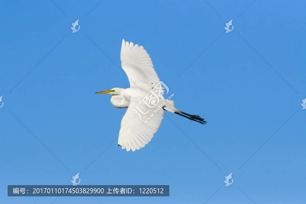 寬翼在藍色上