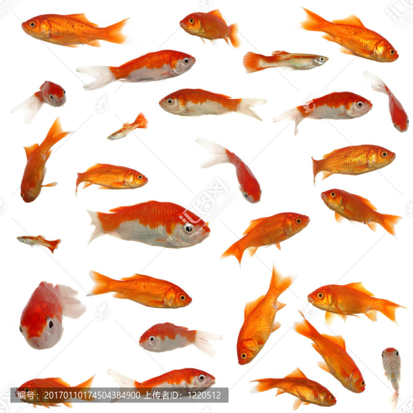 許多金魚
