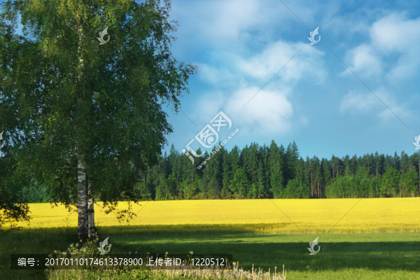 油菜與油菜田