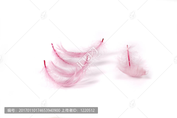 粉紅色的羽毛