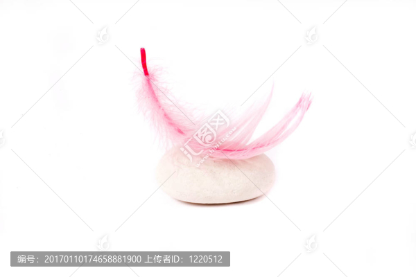 巖石和粉紅色的羽毛